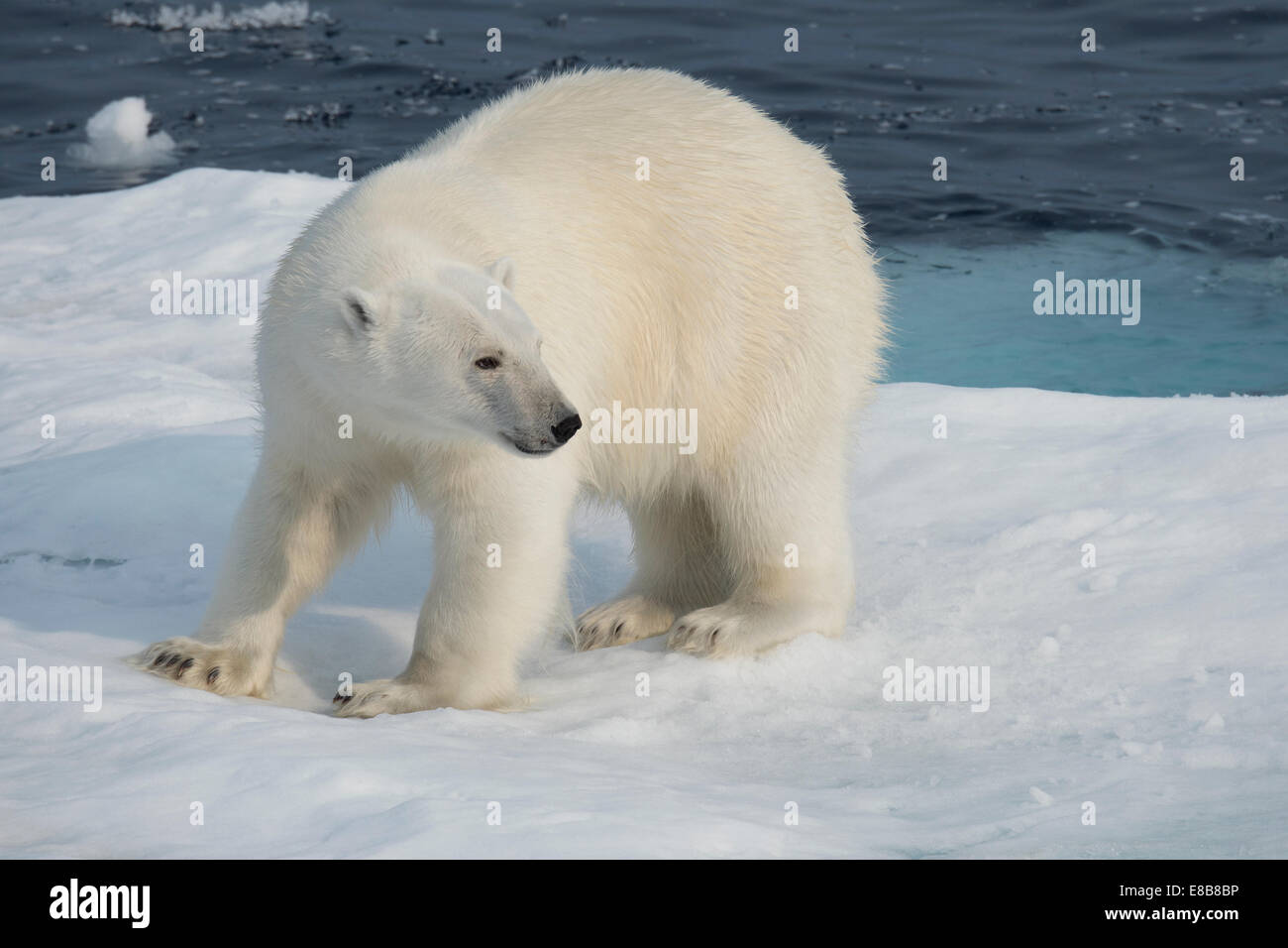 Homme Ours blanc, Ursus maritimus, sur un iceberg, l'île de Baffin, de l'Arctique canadien. Banque D'Images