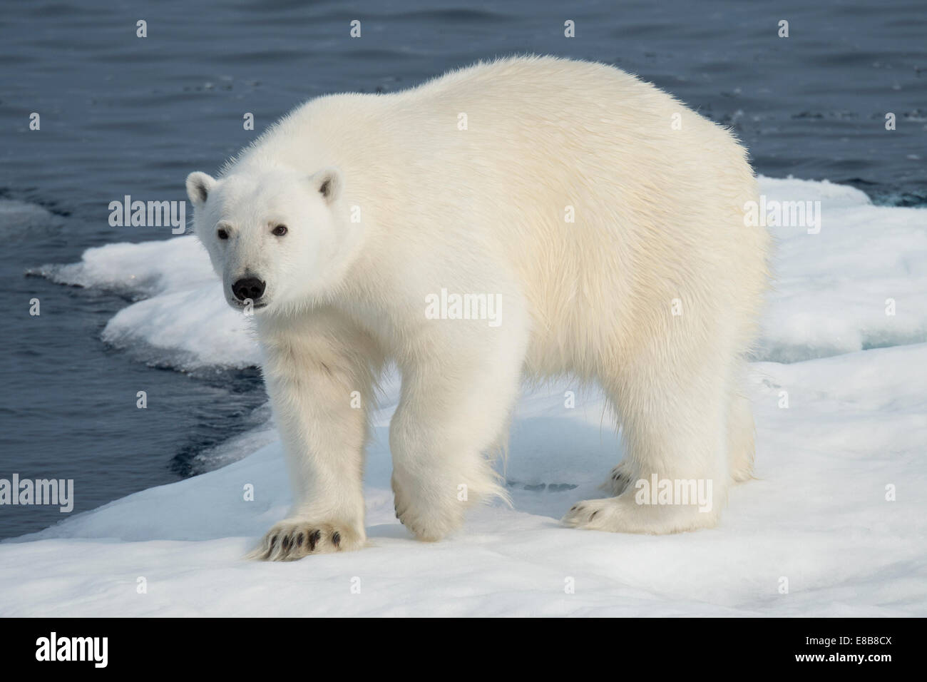 Homme Ours blanc, Ursus maritimus, sur un iceberg, l'île de Baffin, de l'Arctique canadien. Banque D'Images