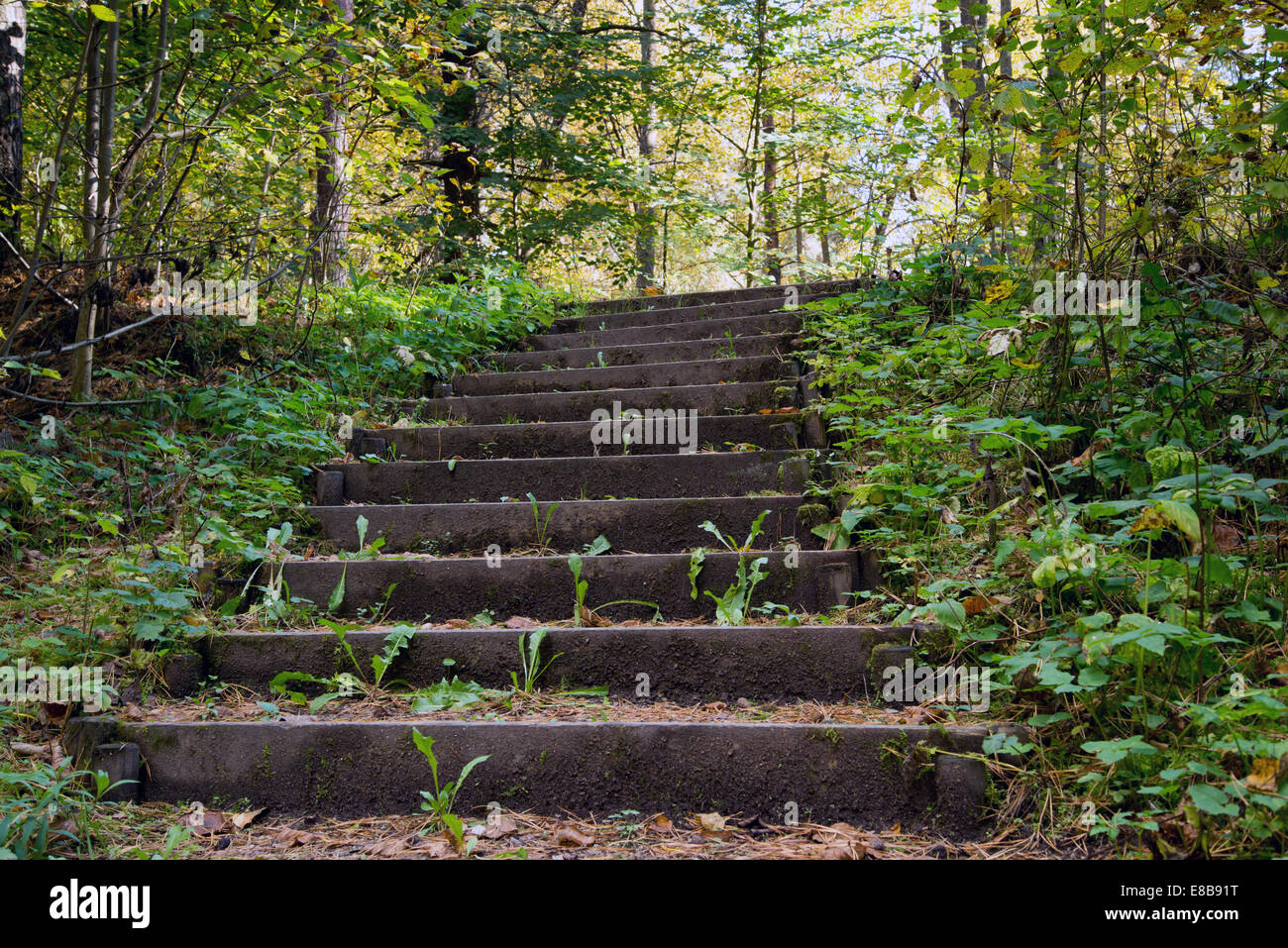 Ancien escalier en bois dans la forêt Banque D'Images