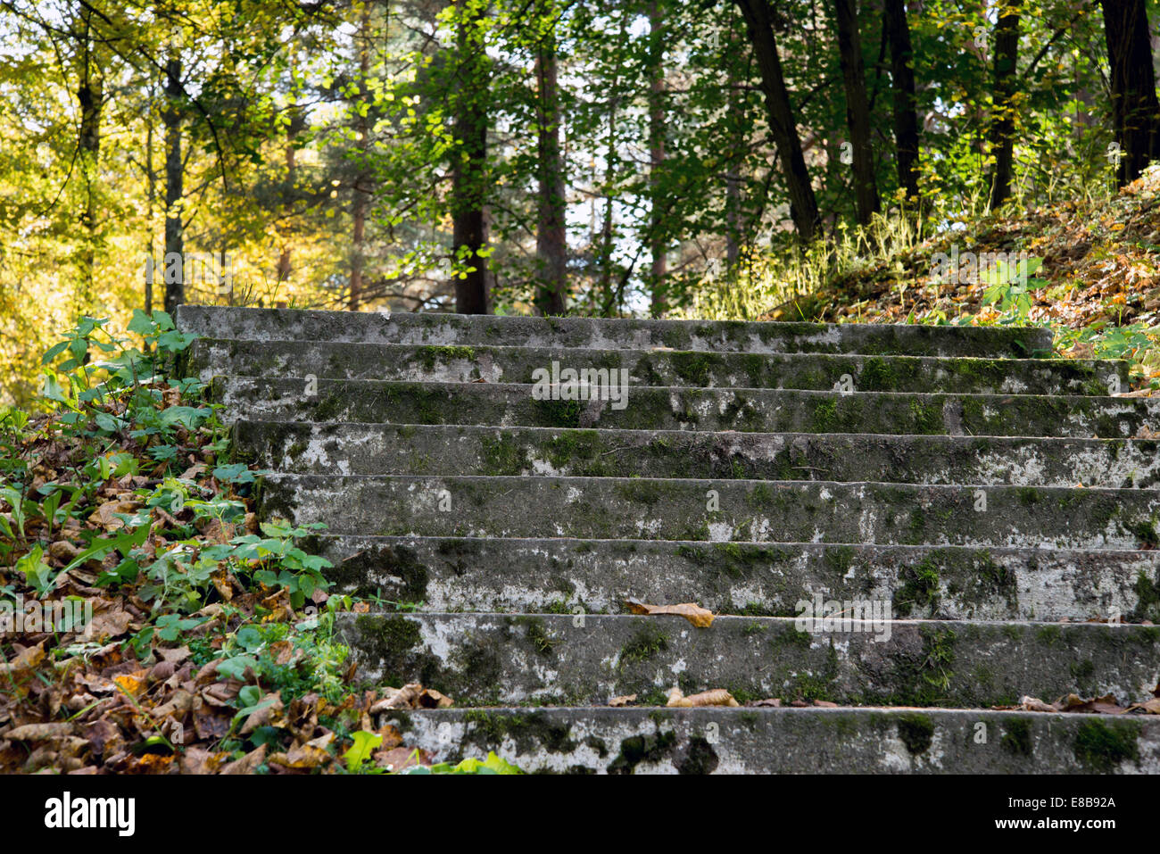 Ancien escalier en pierre dans la forêt Banque D'Images
