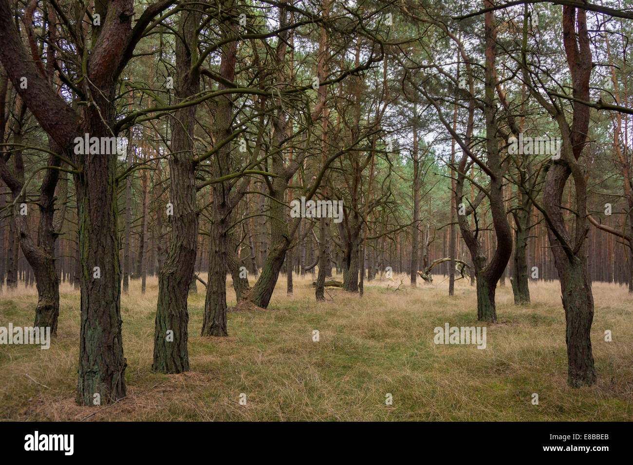 Forêt de pins Banque D'Images