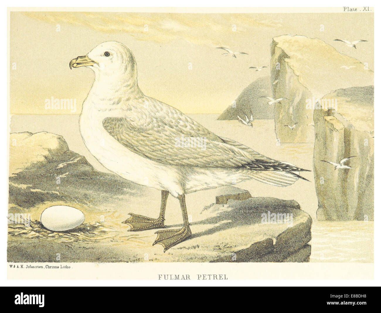 Cette illustration réalisée en 1878 par Seton représente le pétrel Fulmar, une espèce d'oiseaux de mer connue pour son large vol et son association avec les mers du Nord. Banque D'Images