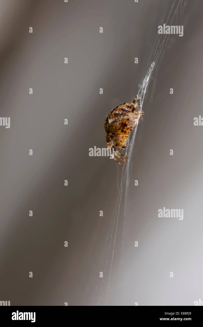 British Garden Spider (Araneus diadematus) dans le web, la tête en bas, côté gauche montrant, à l'arrière-plan gris ; le format portrait. Banque D'Images