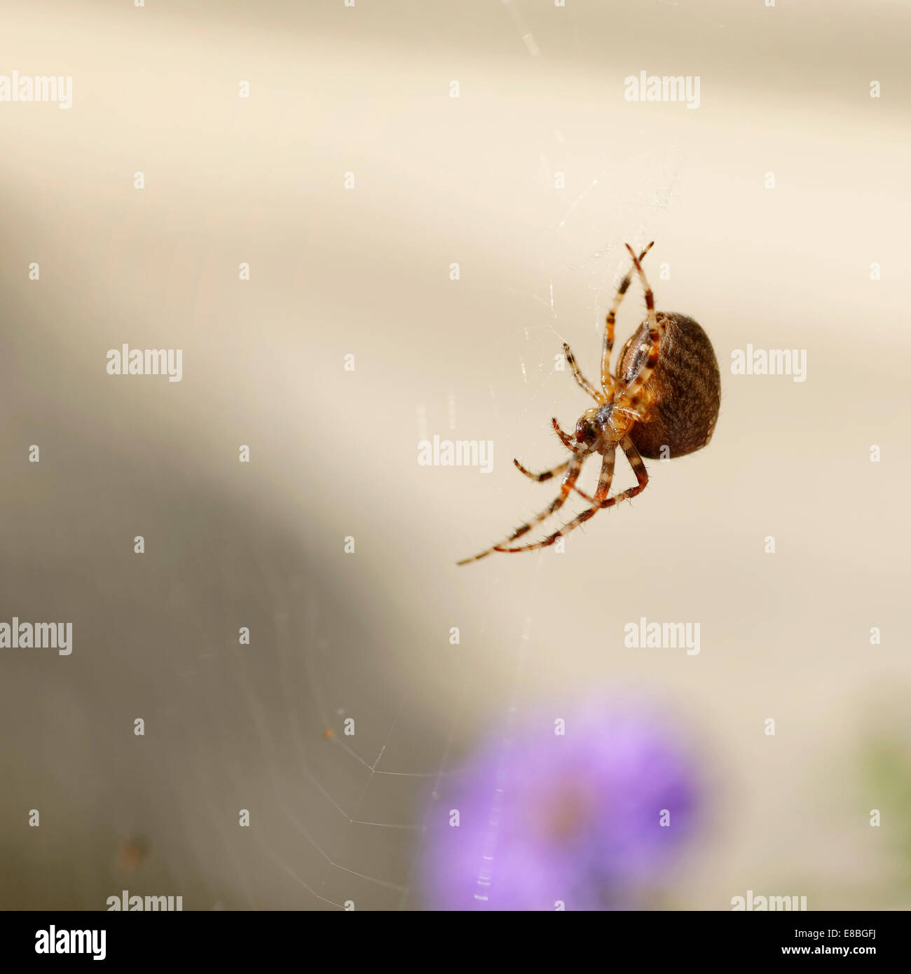 British Garden Spider (Araneus diadematus) ramper sur web, tête en bas, avec l'Aster ponceau floues en arrière-plan (format carré). Banque D'Images