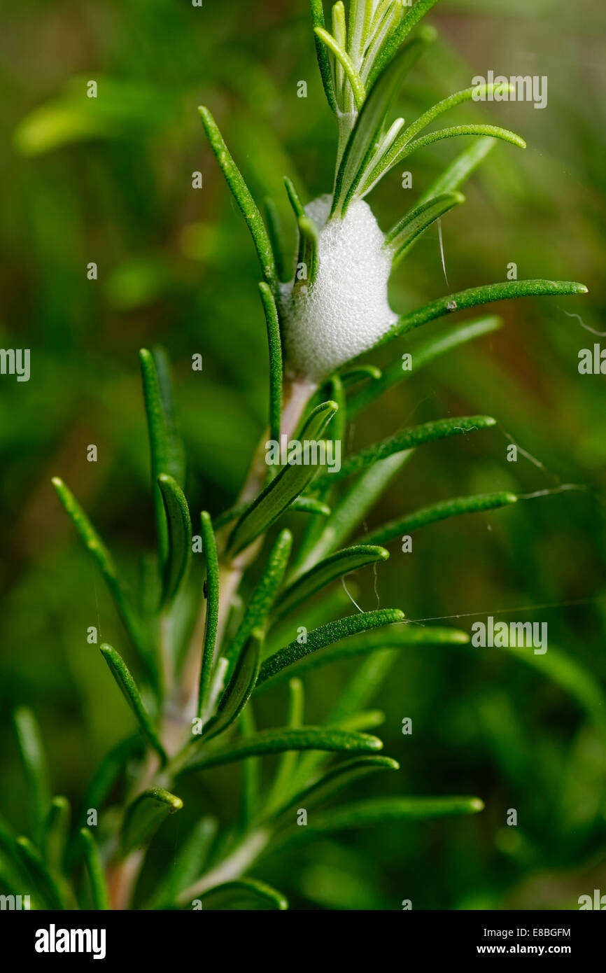'Cuckoo spit' (sécrétion de froghopper aka spittlebug) sur le romarin plante. Banque D'Images