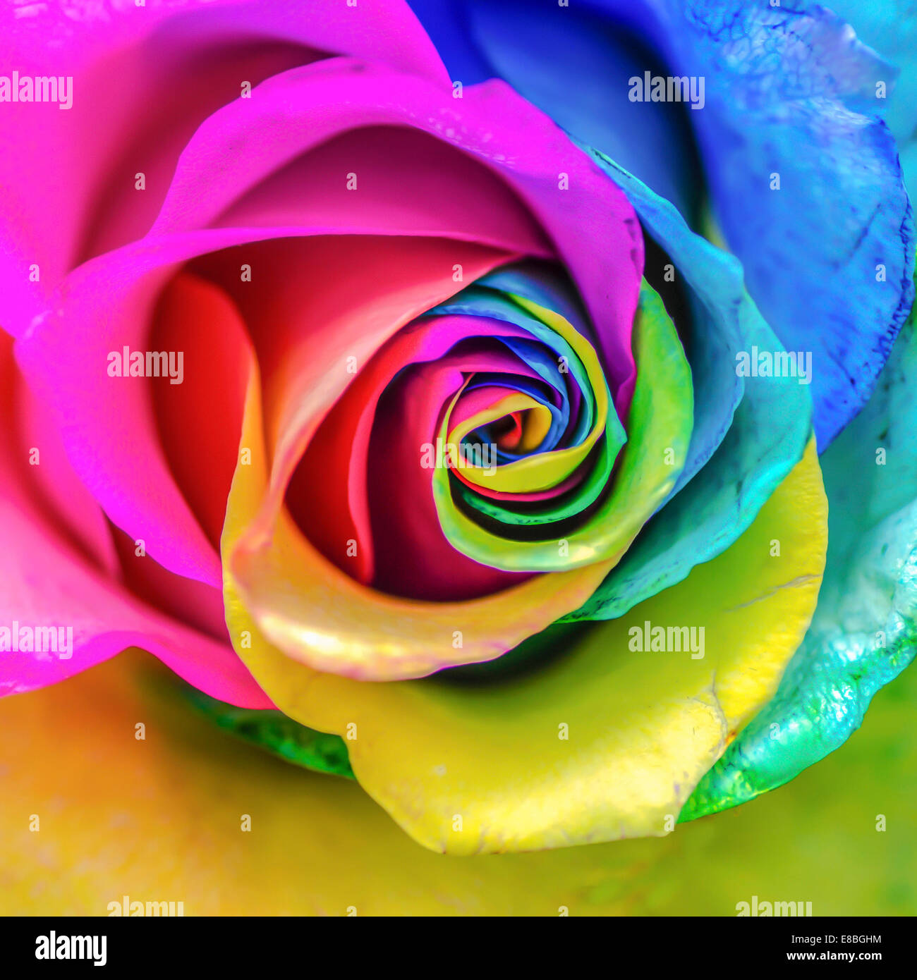 Belle Abstract Colorful Rainbow Rose Macro Banque D'Images