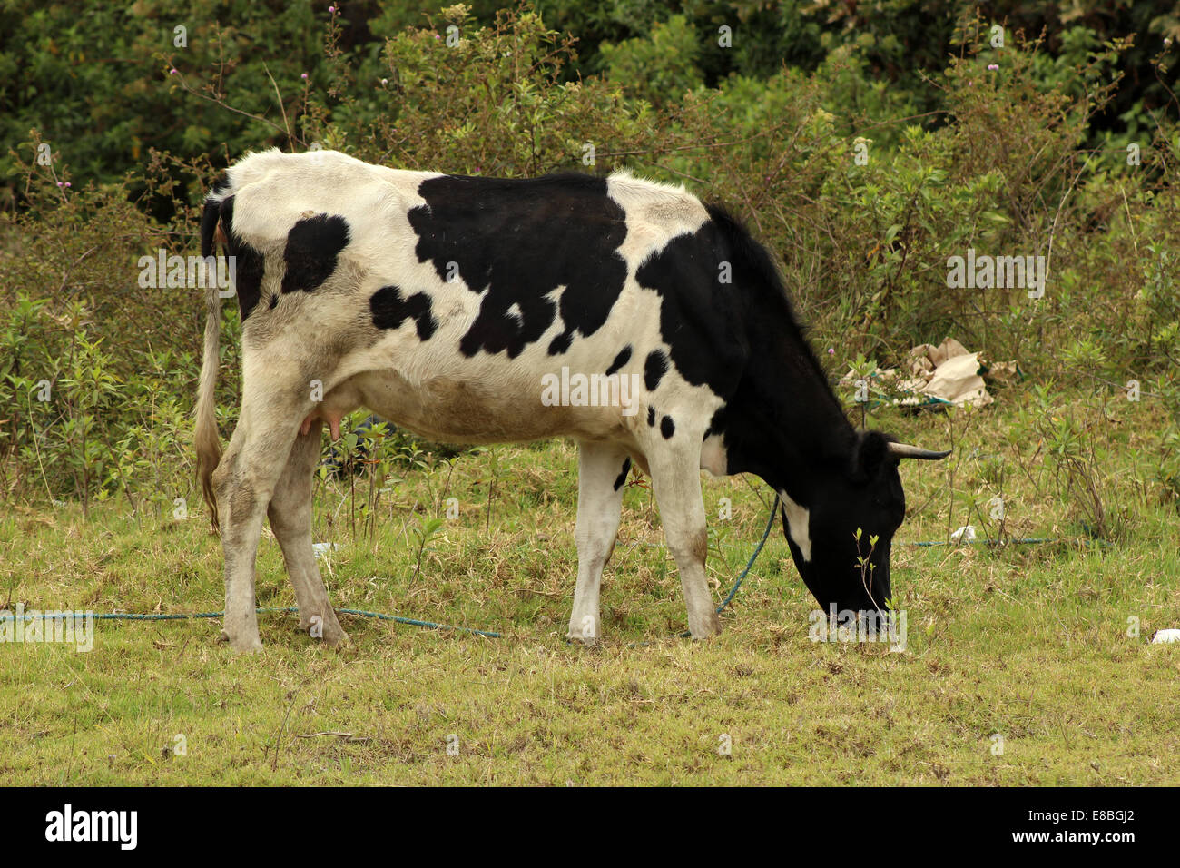 Une vache Holstein qui paissent dans un pâturage d'agriculteurs à Cotacachi (Équateur) Banque D'Images