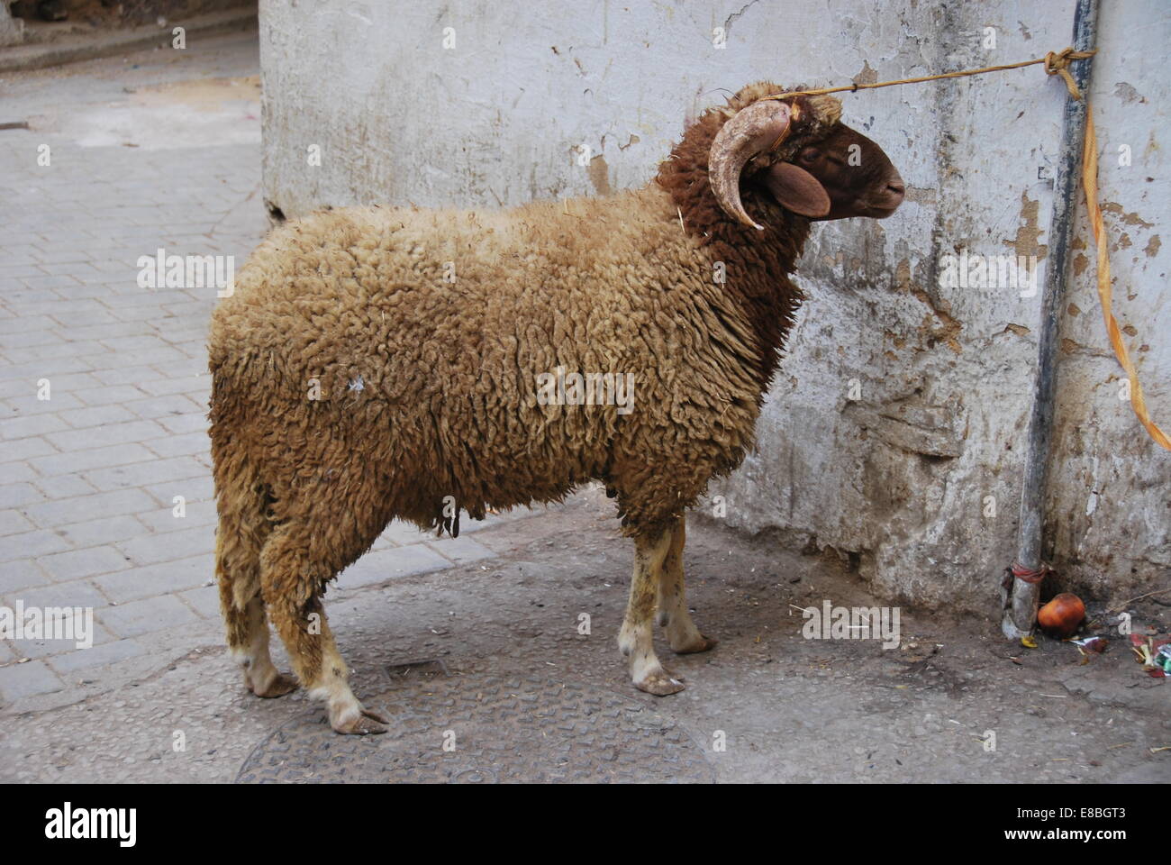 Le Maroc. La ville de Fès. Medina. Les moutons. Lié . Des cornes. D'être abattus pour la fête. Banque D'Images