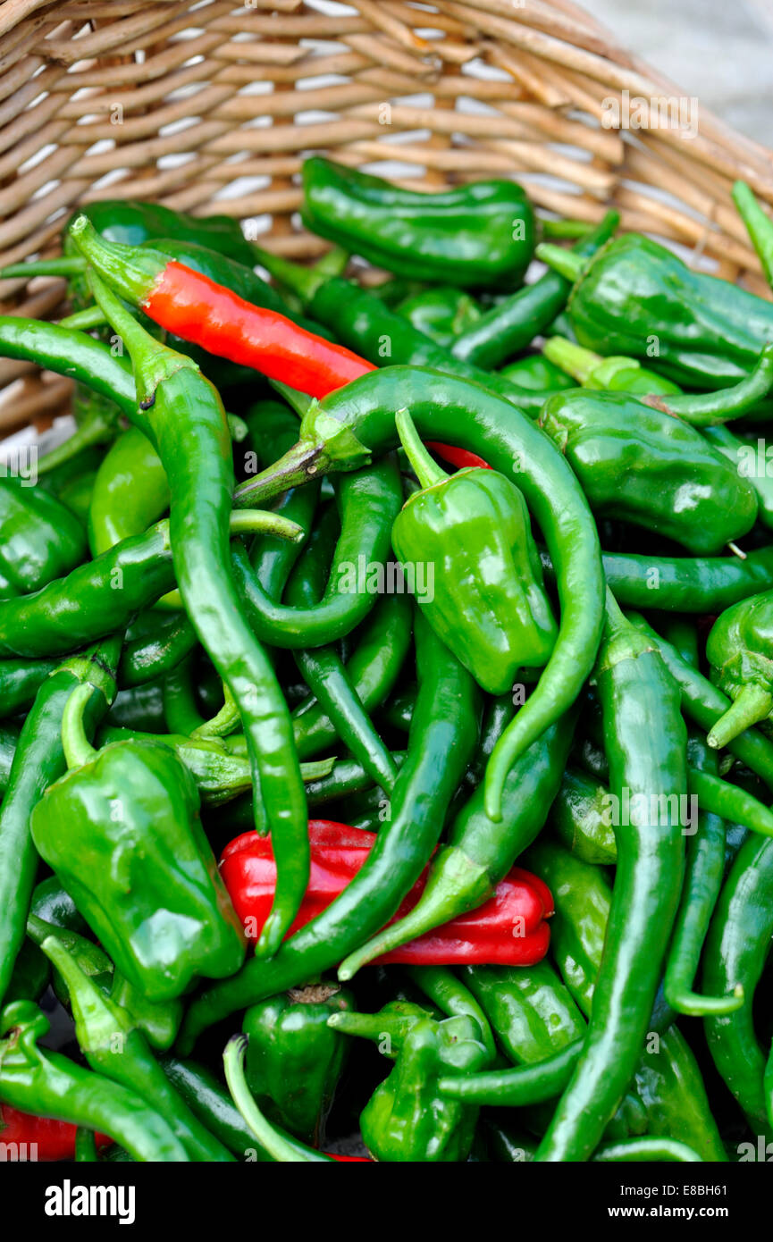 Jardin cultivé UK fraîchement cueillies de Cayenne hot chillies dans panier en osier Banque D'Images