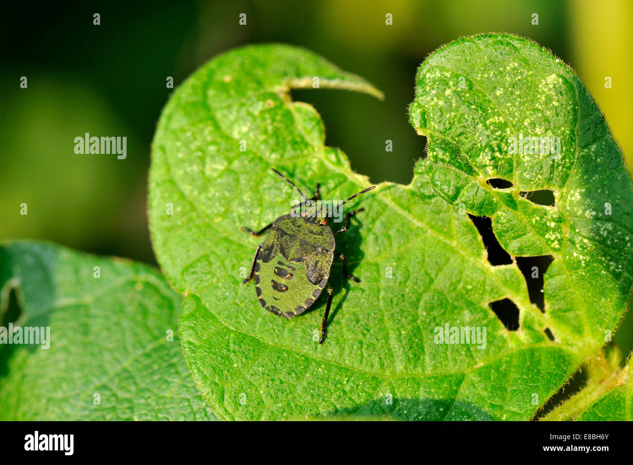 Le Bouclier vert commun Bug, Palomena prasina, 3ème stade nymphe sur feuilles de haricots, du sud-ouest de l'Angleterre Banque D'Images
