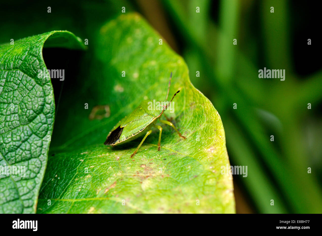 Vue latérale du bouclier vert commun Bug, Palomena prasina, des profils sur des feuilles de haricots, du sud-ouest de l'Angleterre Banque D'Images