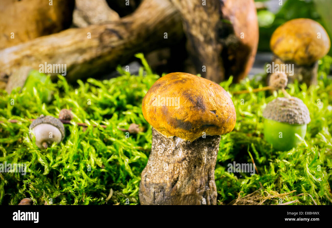 Les champignons frais de la forêt contre l'arrière-plan en bois Banque D'Images