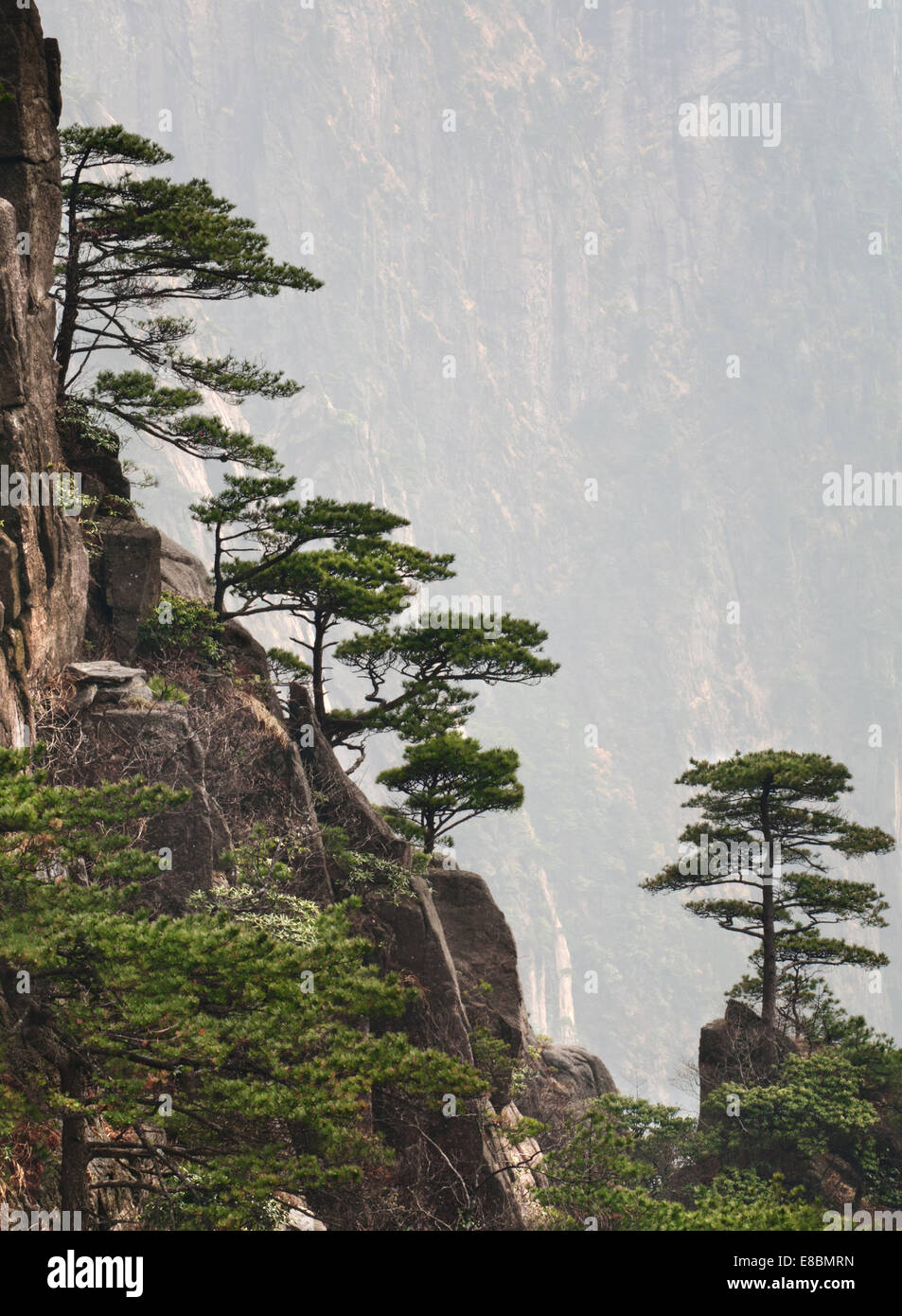 Vue sur le lonely pins de montagne entouré de hautes falaises Banque D'Images
