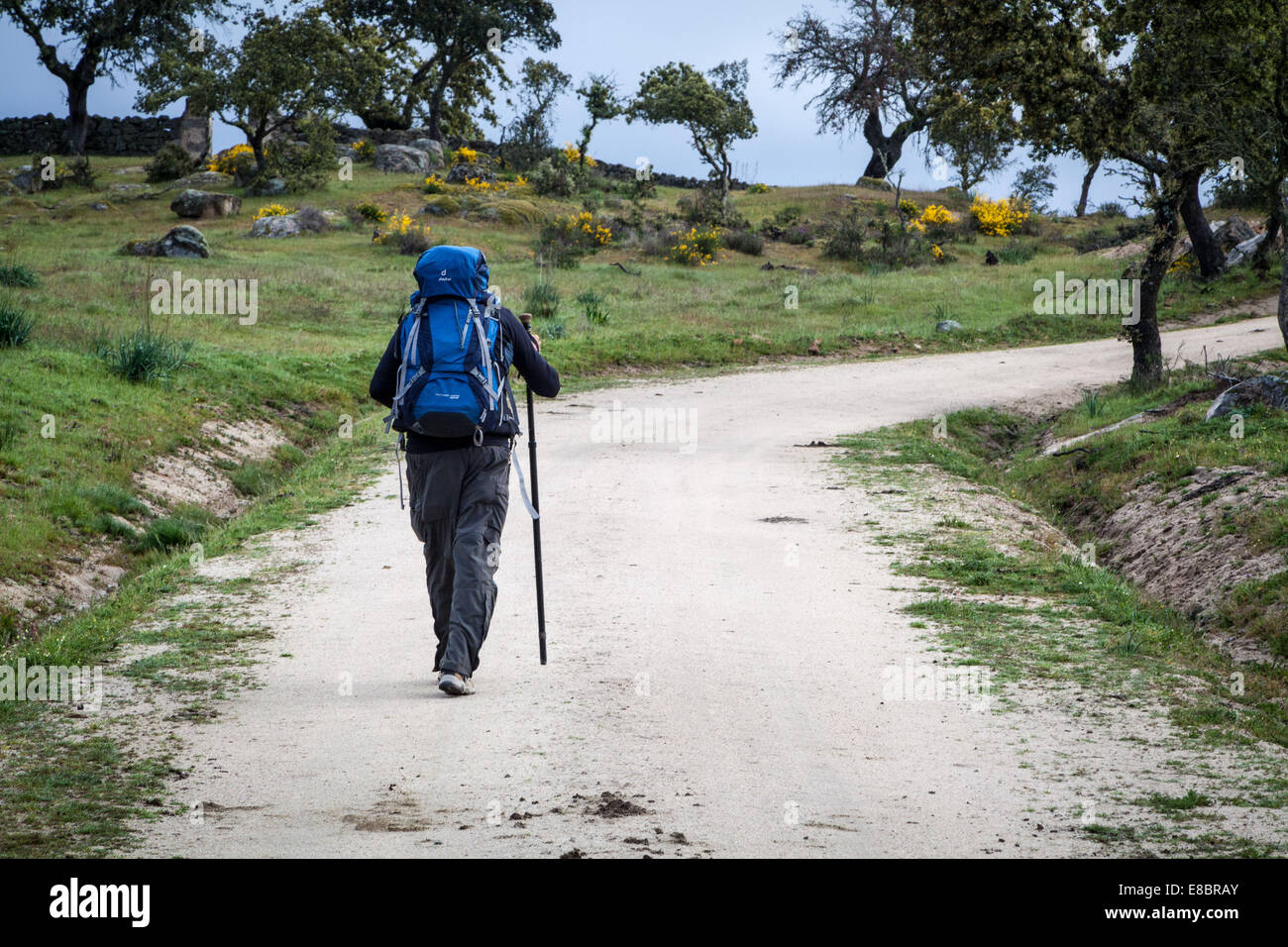 Marche du Camino à Saint-Jacques-de-Compostelle, Espagne sur la route de pèlerinage via la Plata ou Silver route Banque D'Images