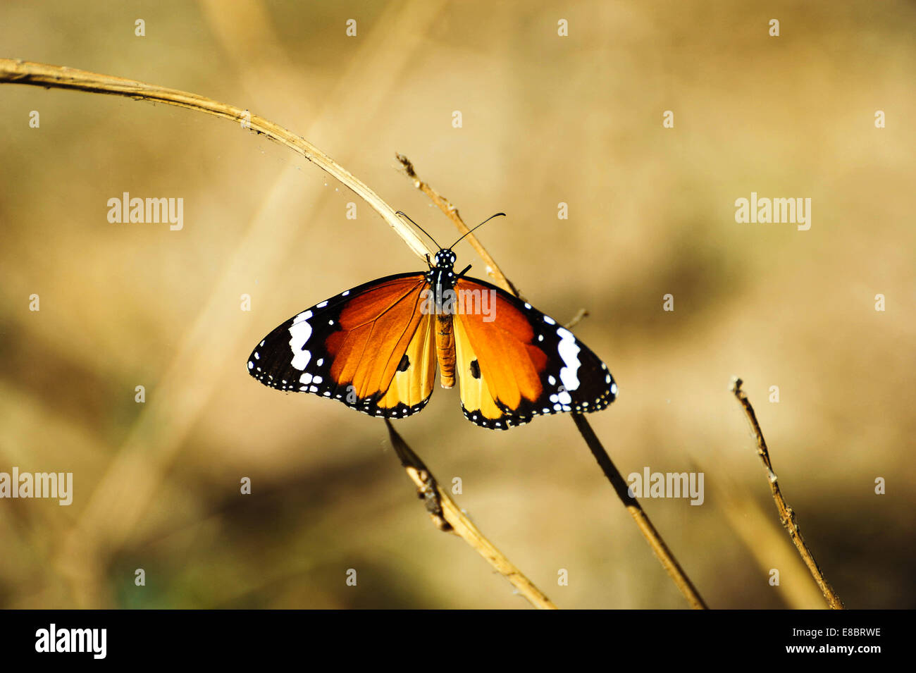 Papillon monarque dans à la manier Banque D'Images