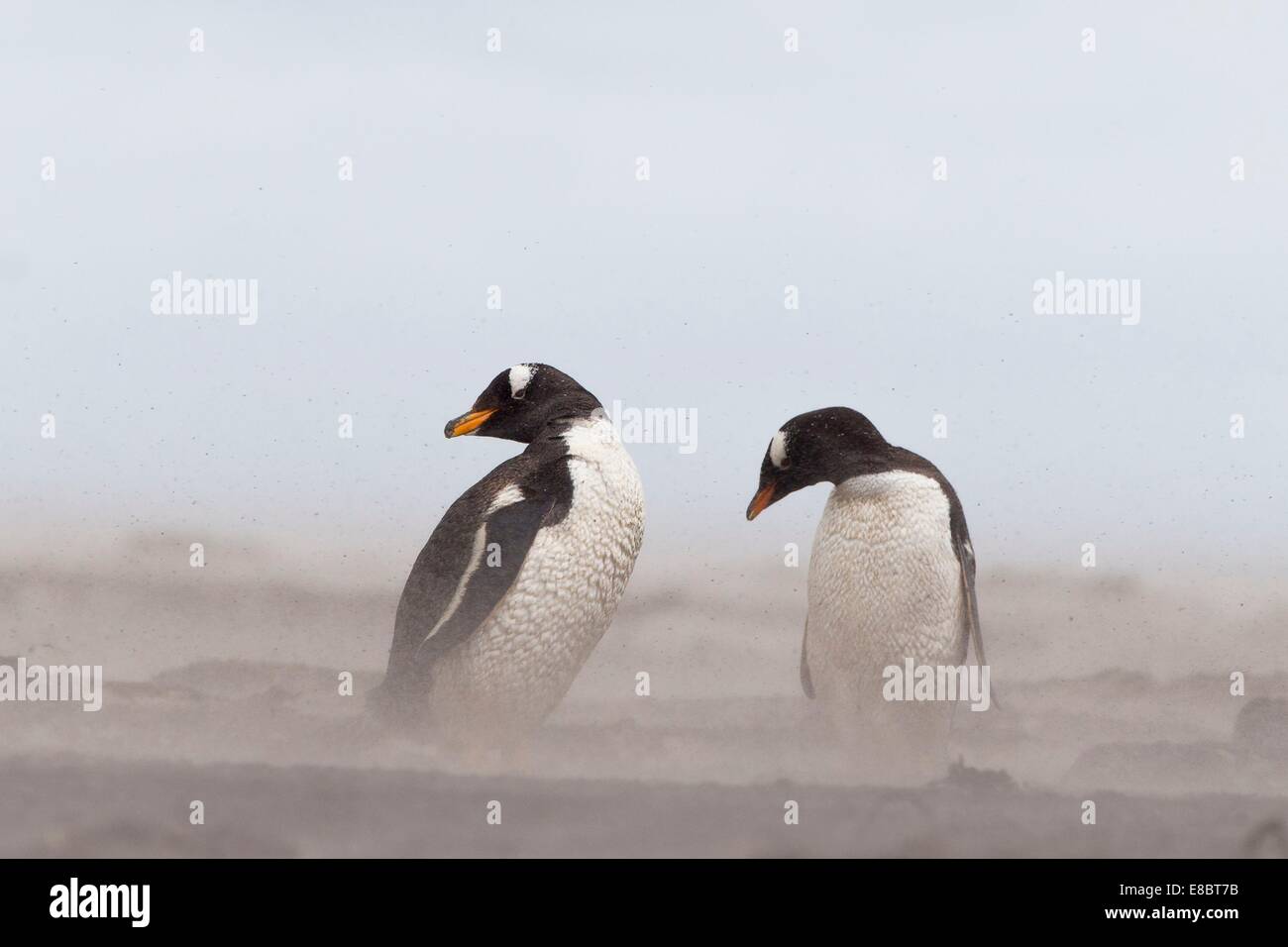 Manchots dans une tempête. L'Île Sealion, Îles Falkland Banque D'Images