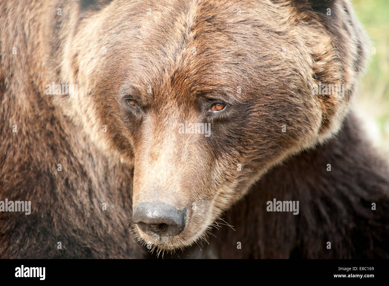 Gros plan sur un grand grizzli dangereux / ours brun aux yeux rouges / orange en Alaska | nez | tête | museau | fourrure - Ursus arctos - marché de l'ours Banque D'Images