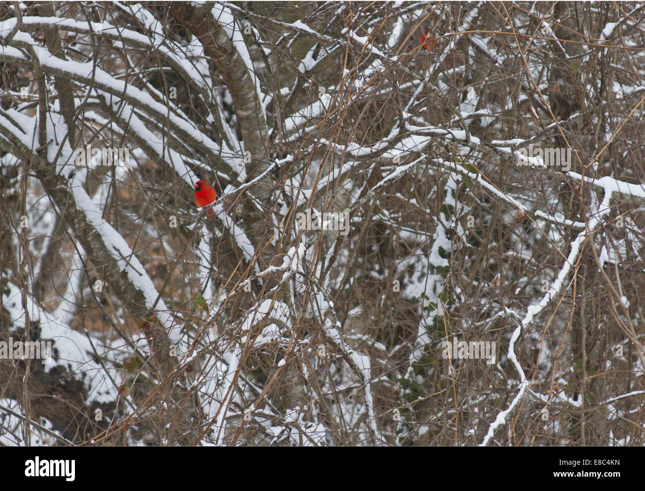 Le cardinal rouge brillamment deux oiseaux posés sur des branches d'arbre cornouiller enneigé en hiver Banque D'Images