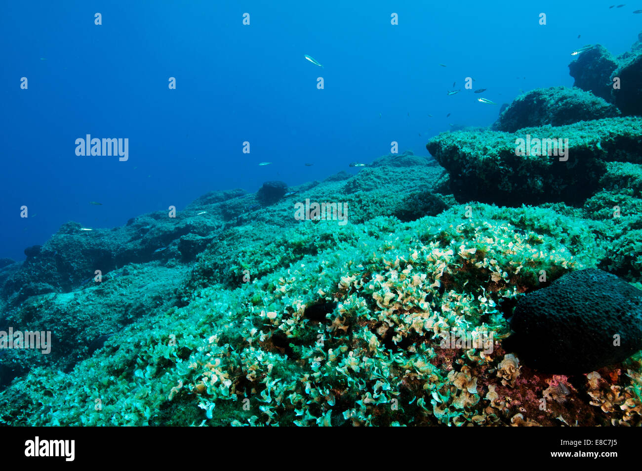 Reef scenic avec algues marines Padina pavonica, l'île de Leros Dodécanèse Grèce Banque D'Images