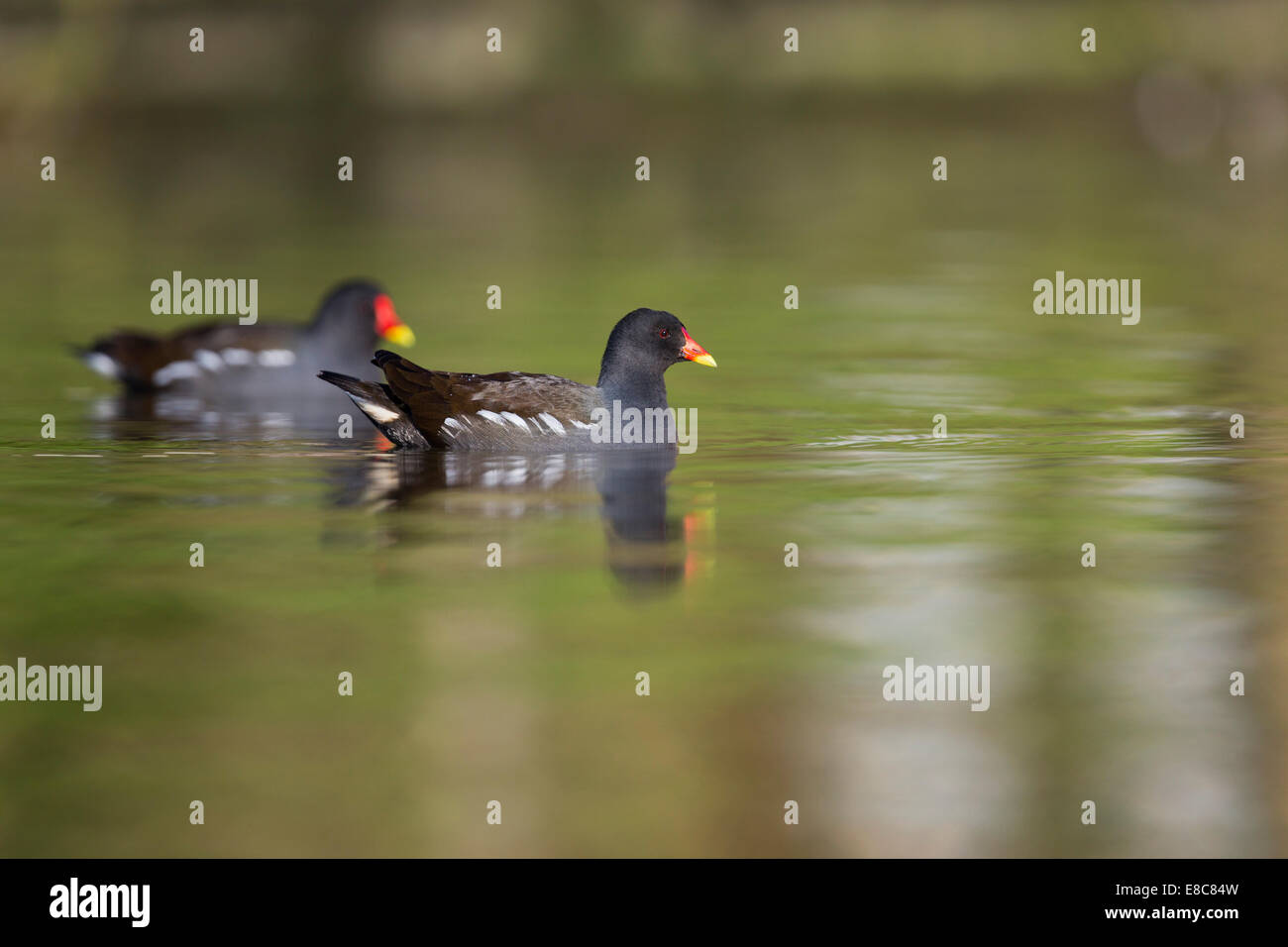 Gallinules poule-d'eau Gallinula chloropus ; ; ; Cornwall UK Banque D'Images