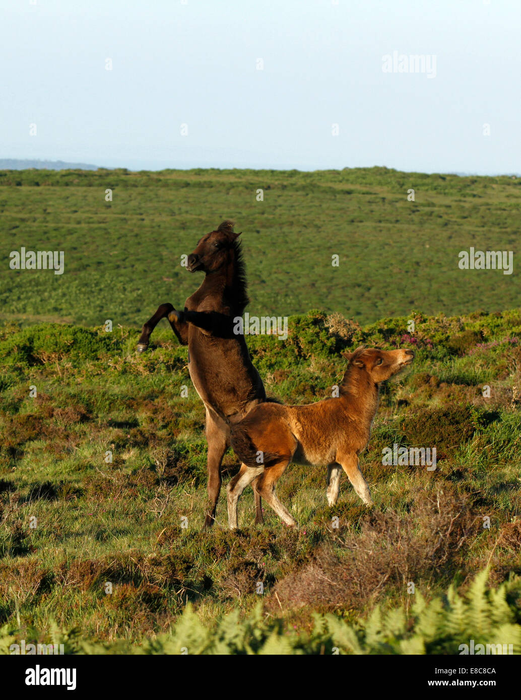 Poneys sauvages à Dartmoor, deux poulains jouer la lutte contre l'élevage et de tronçonnage des coups en l'air comme ils facturent autour, portrait photo Banque D'Images