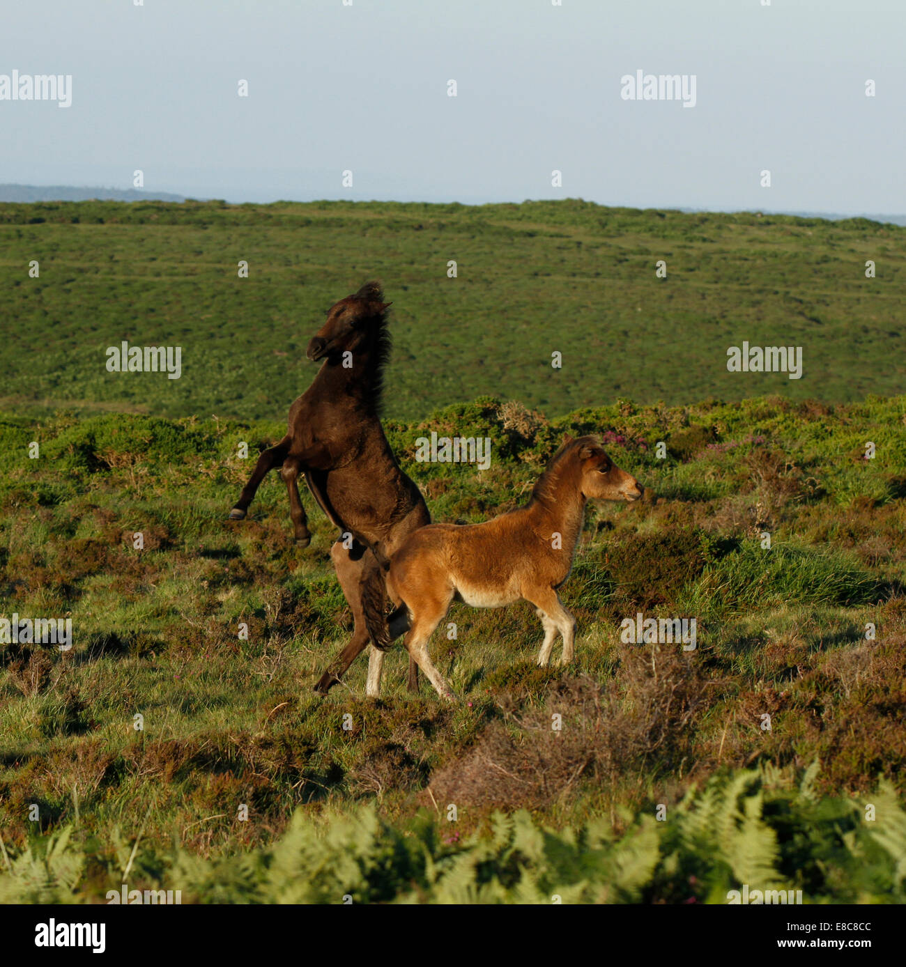 Poneys sauvages à Dartmoor, deux poulains jouer combats, d'élevage et de tronçonnage des coups en l'air comme ils facturent autour, square photo Banque D'Images