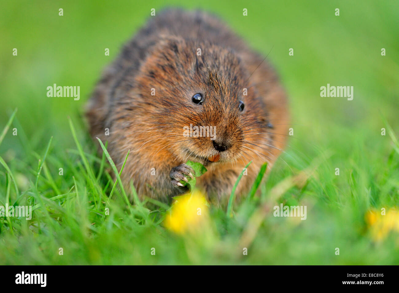 Le Campagnol de l'eau - Arvicola terrestris Banque D'Images