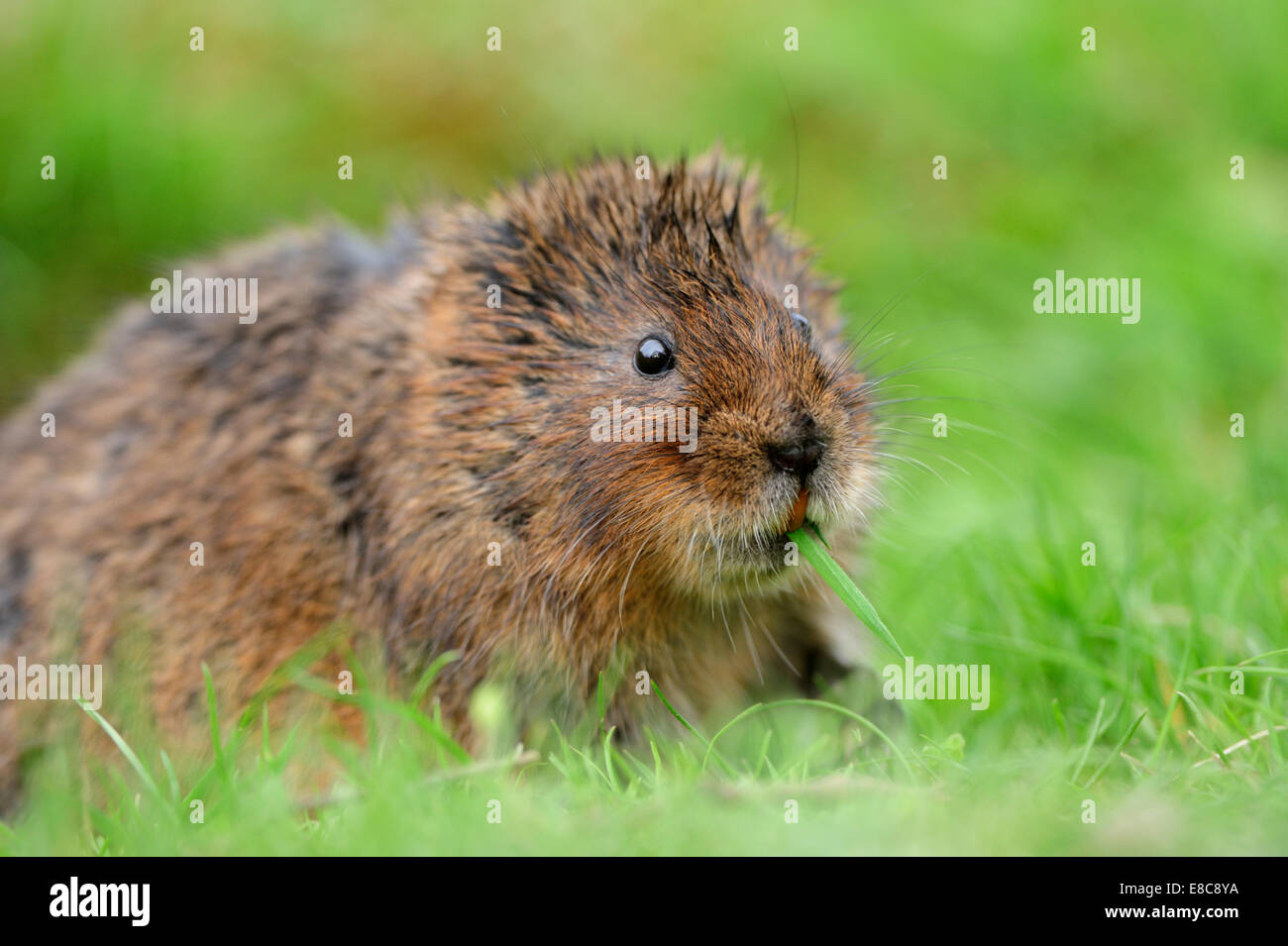 Le Campagnol de l'eau - Arvicola terrestris Banque D'Images
