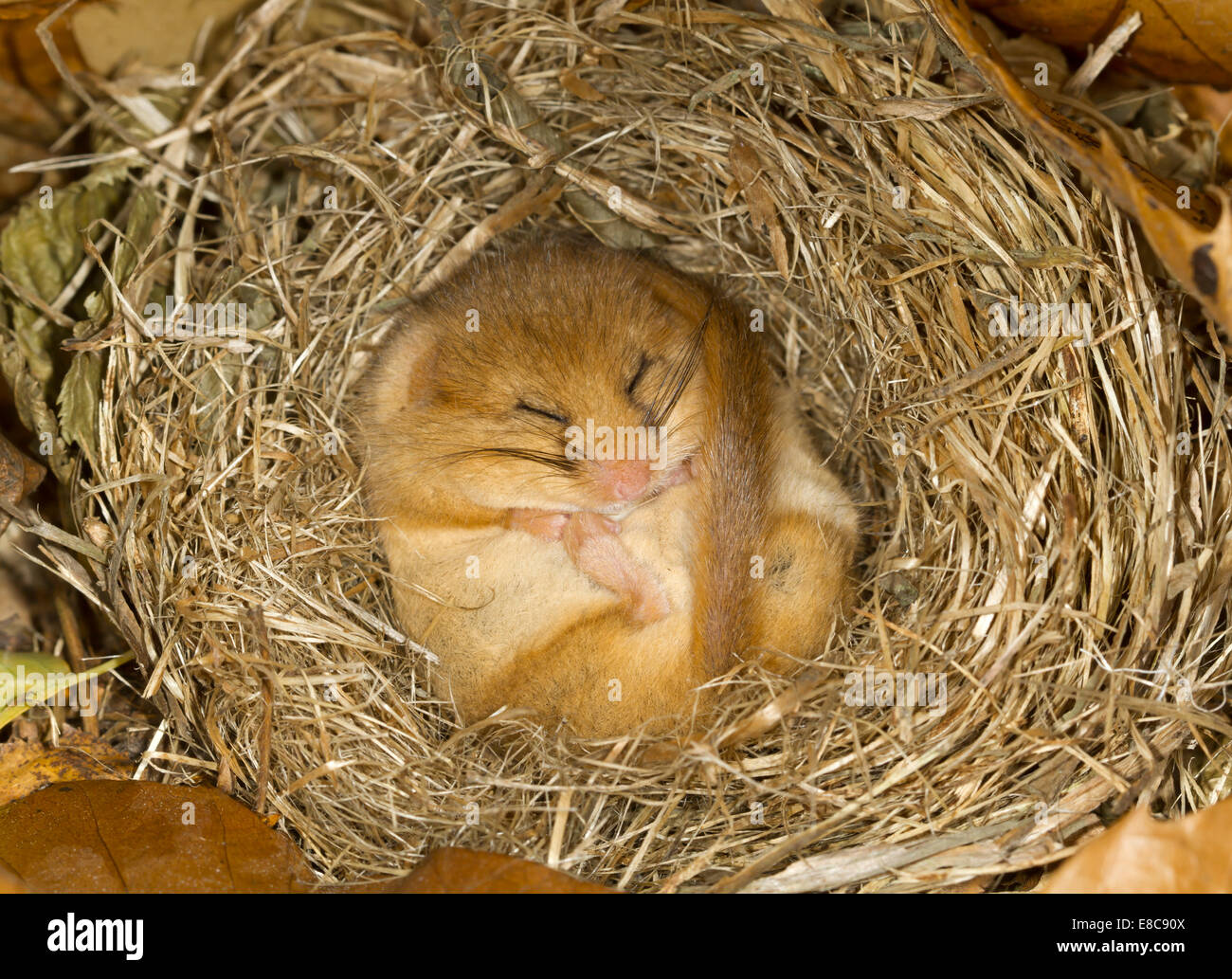 - Muscardinus avellanarius Loir Hazel Banque D'Images