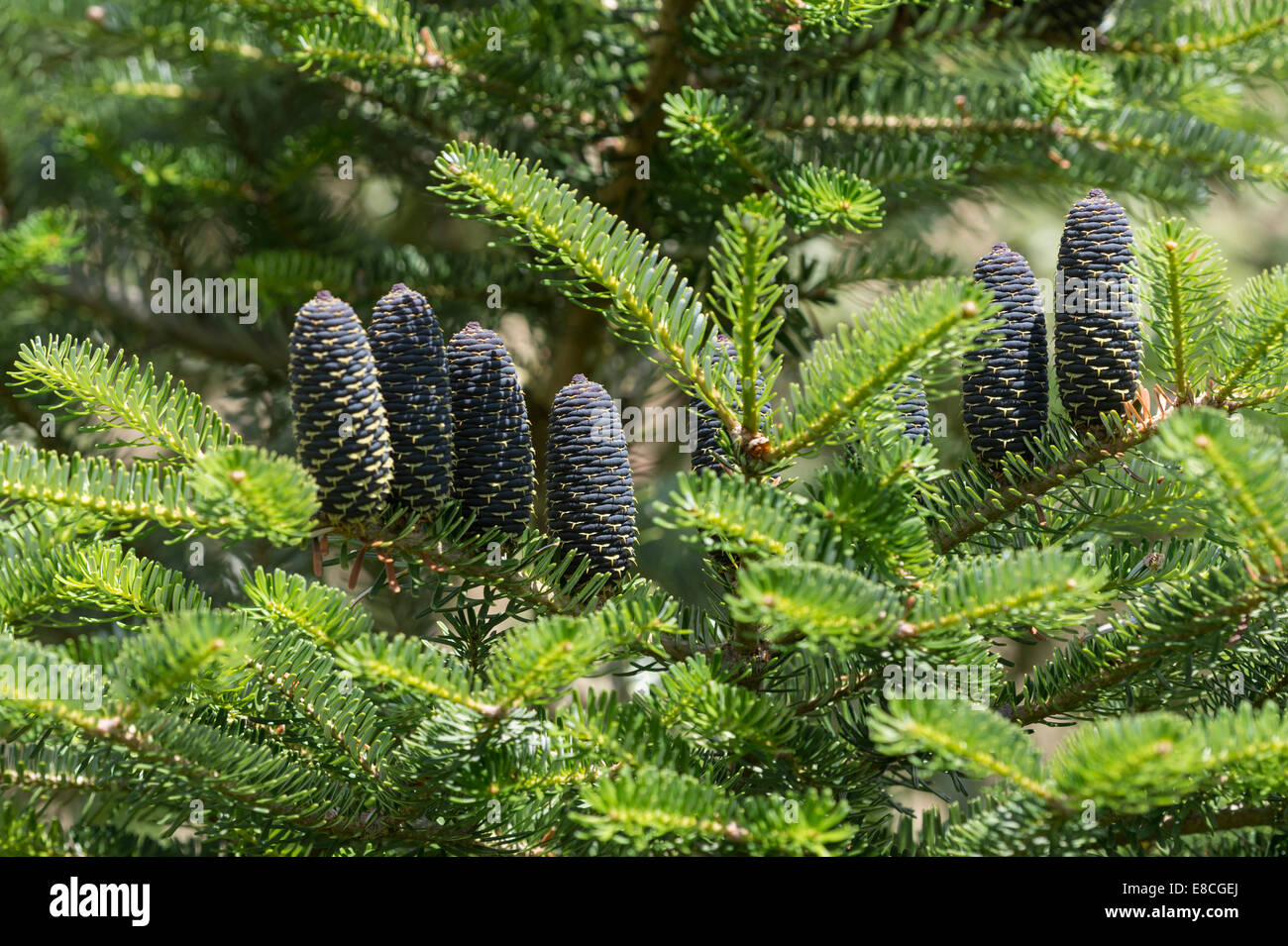 Sapin de Corée (Abies koreana) cônes immatures jardin modèle Adel Leeds West Yorkshire Angleterre Royaume-uni Europe Juin Banque D'Images