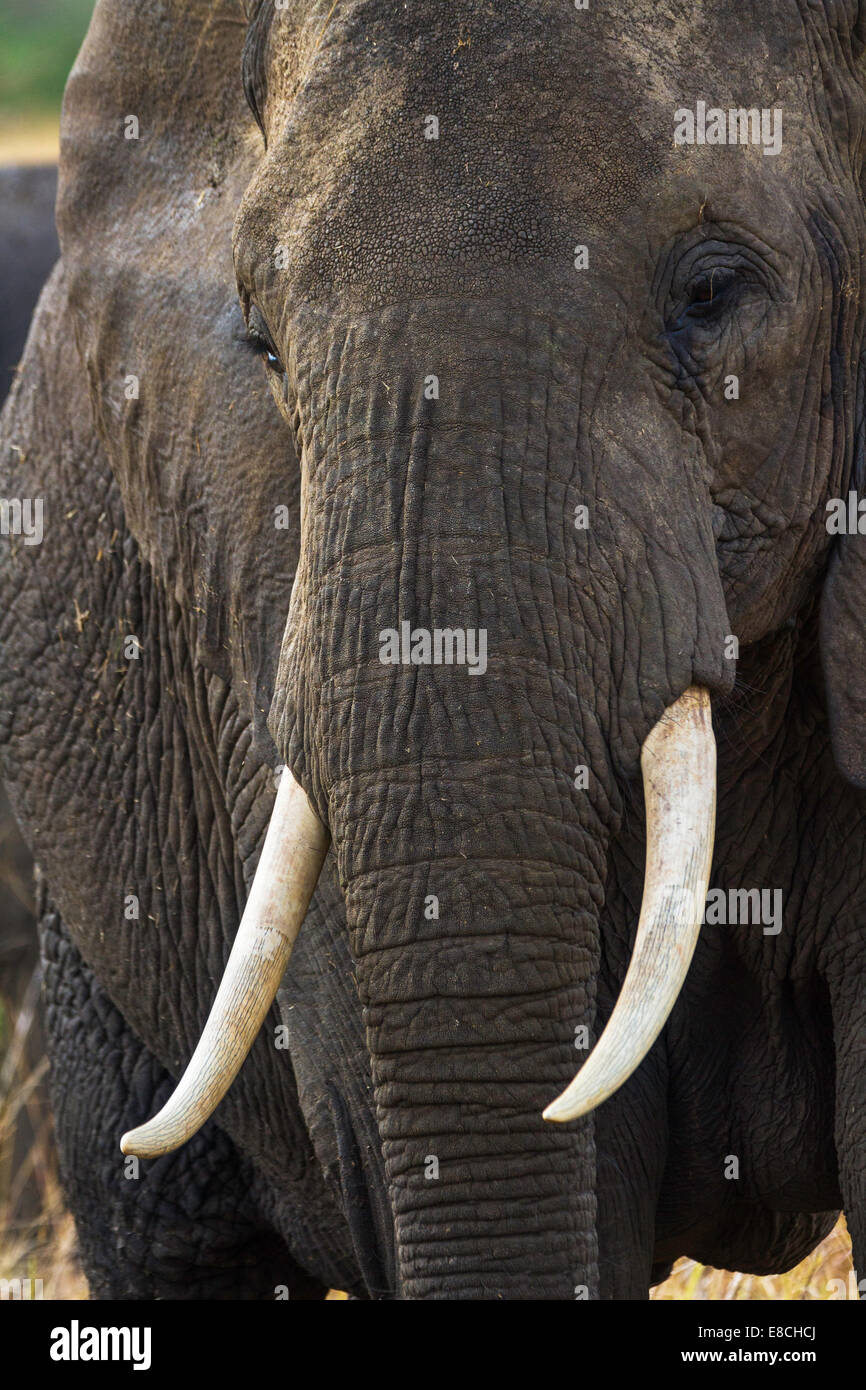 Un portrait de l'éléphant africain. Banque D'Images
