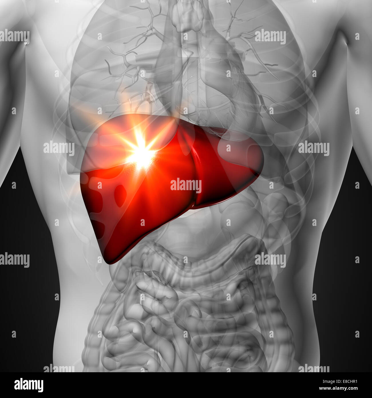 Foie - morphologie masculine d'organes humains - la vue x-ray Banque D'Images Foie - morphologie masculine d'organes humains - la vue x-ray Banque D'Images