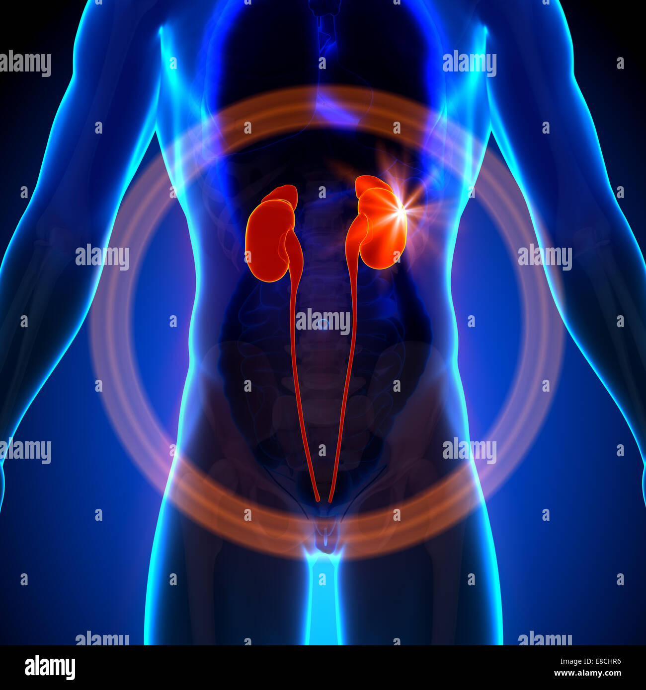 Reins - morphologie masculine d'organes humains - la vue x-ray Banque D'Images Reins - morphologie masculine d'organes humains - la vue x-ray Banque D'Images