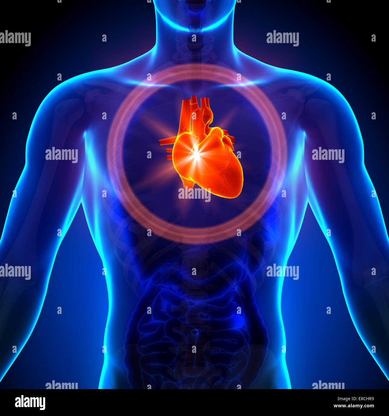 Coeur - morphologie masculine d'organes humains - la vue x-ray Banque D'Images Coeur - morphologie masculine d'organes humains - la vue x-ray Banque D'Images