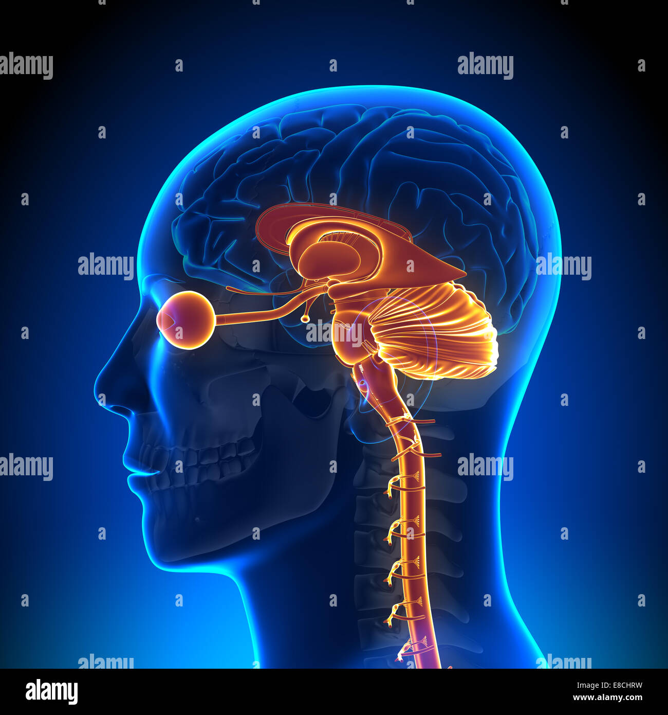 Structure interne de la tête - l'anatomie du cerveau Banque D'Images