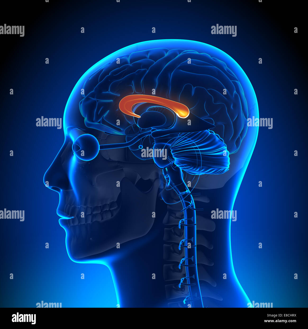 Corps calleux - anatomie du cerveau Banque D'Images