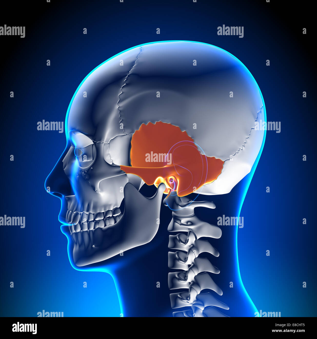 Os Temporal - crâne Banque D'Images