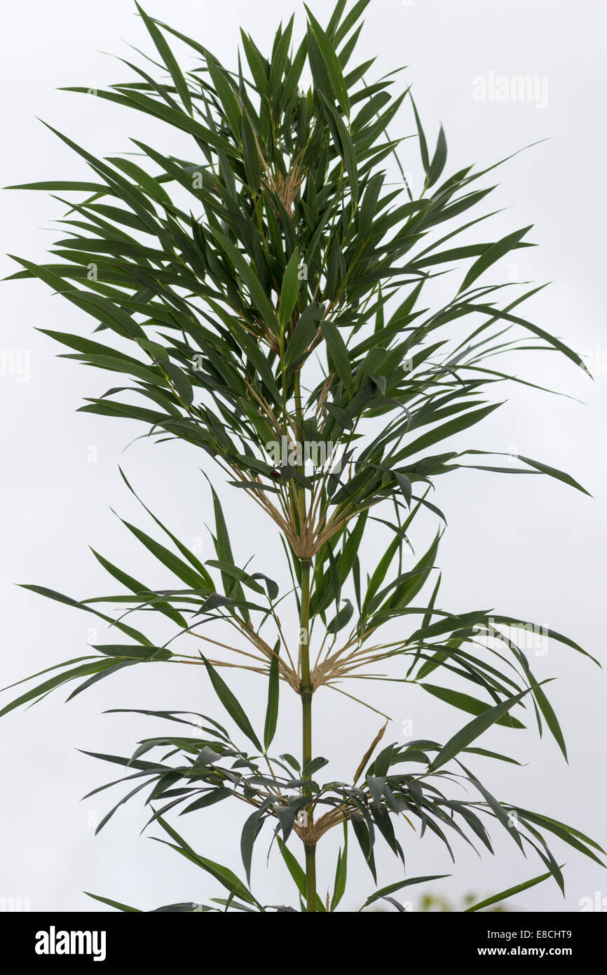 Simple tige de bambou, la sétaire verte du Chili Chusquea culeou, montrant la ramification radiale. Banque D'Images