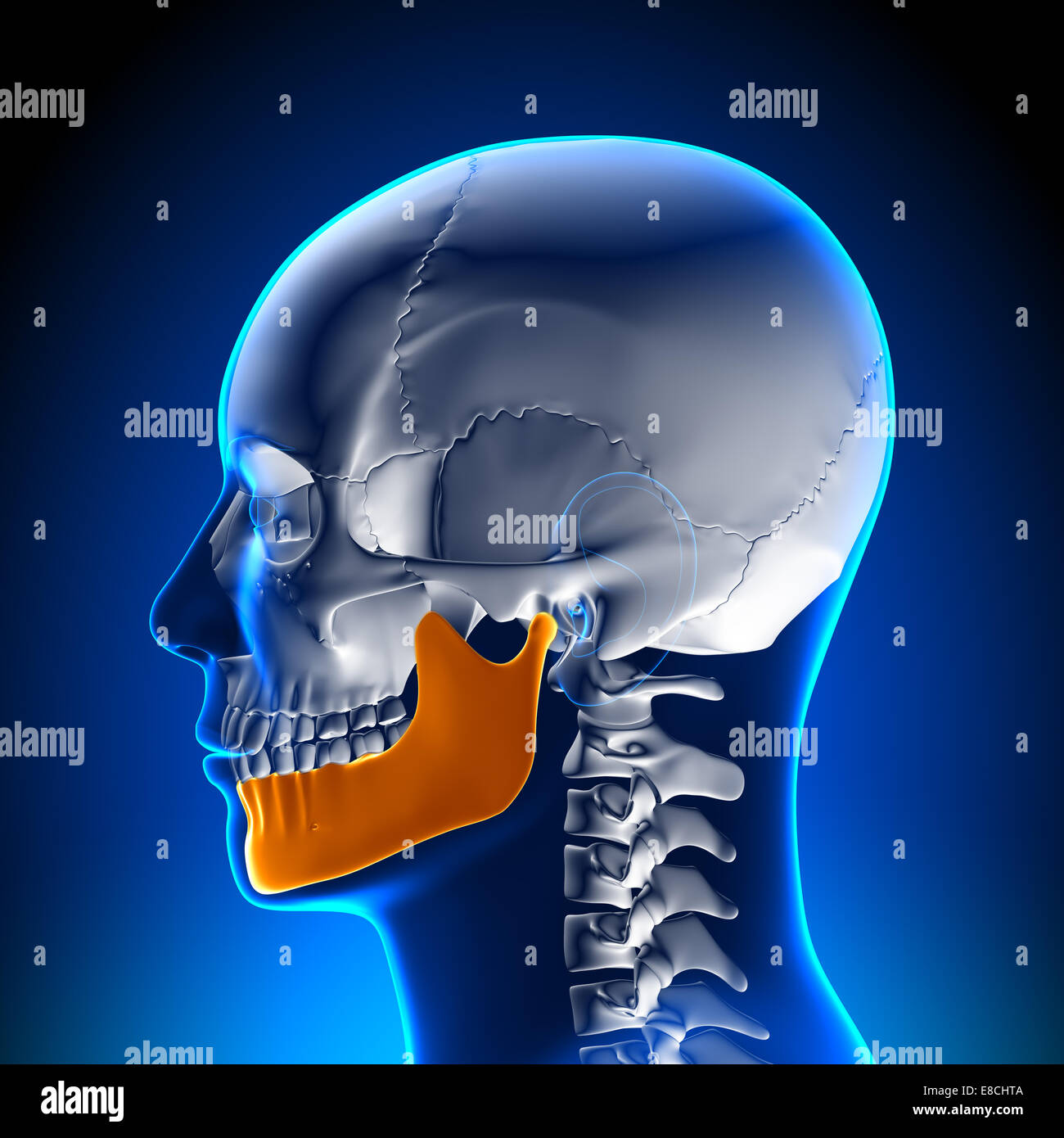 Mandibule - Anatomie Humaine Banque D'Images