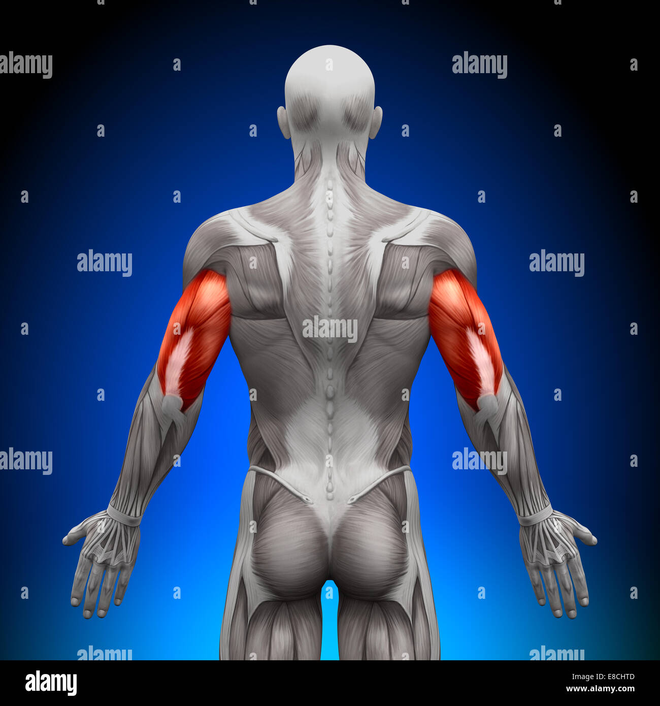 - Triceps Muscles anatomie Banque D'Images
