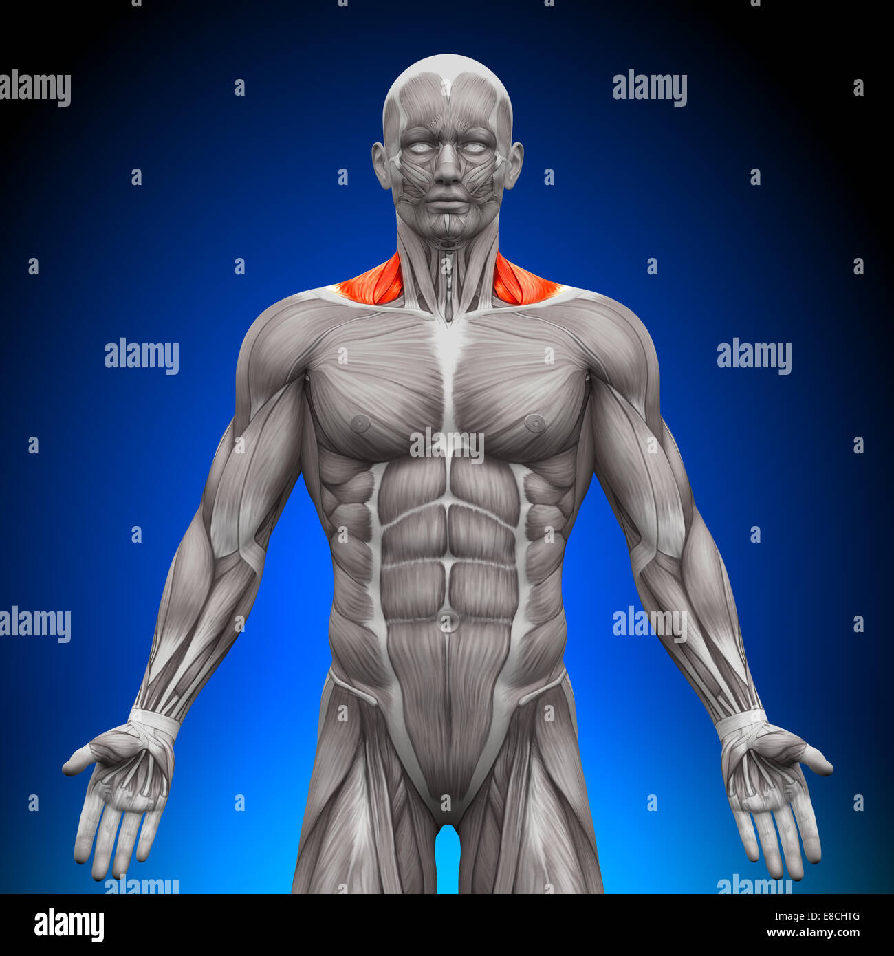 Avant trapèze / neck muscles - Muscles anatomie Banque D'Images