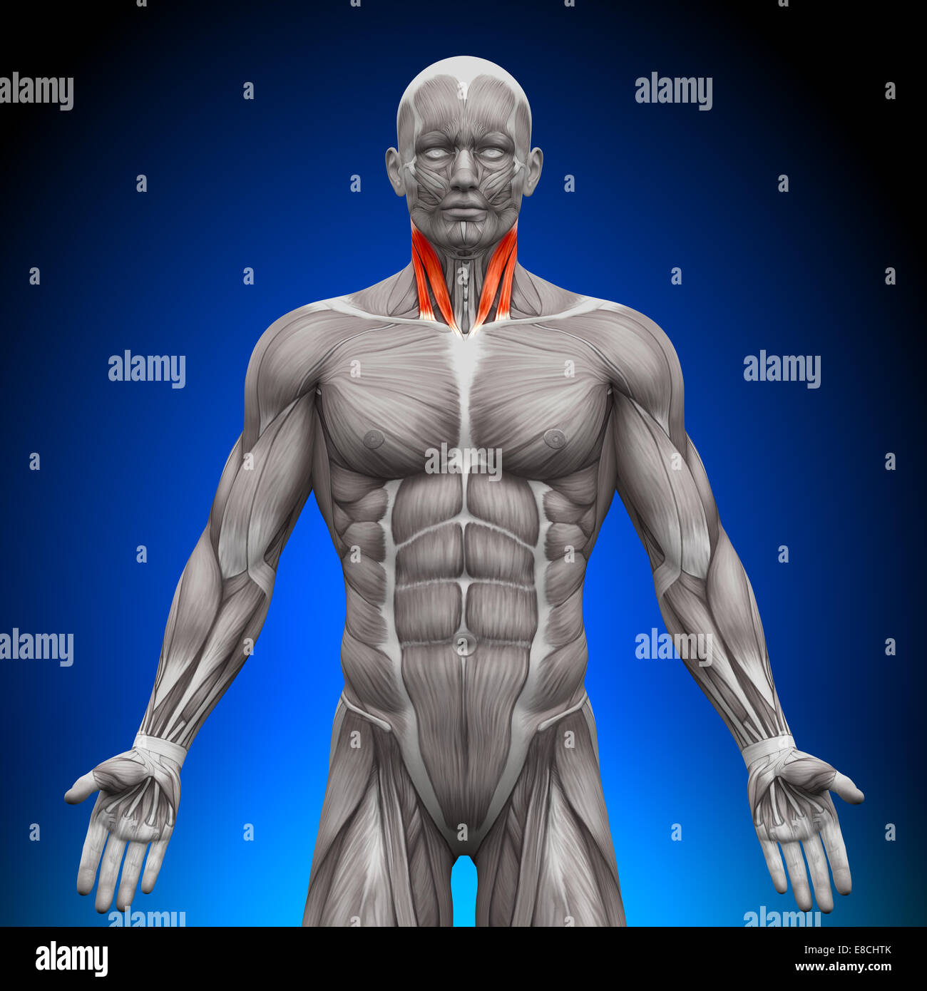 Les muscles - Anatomie cou Banque D'Images