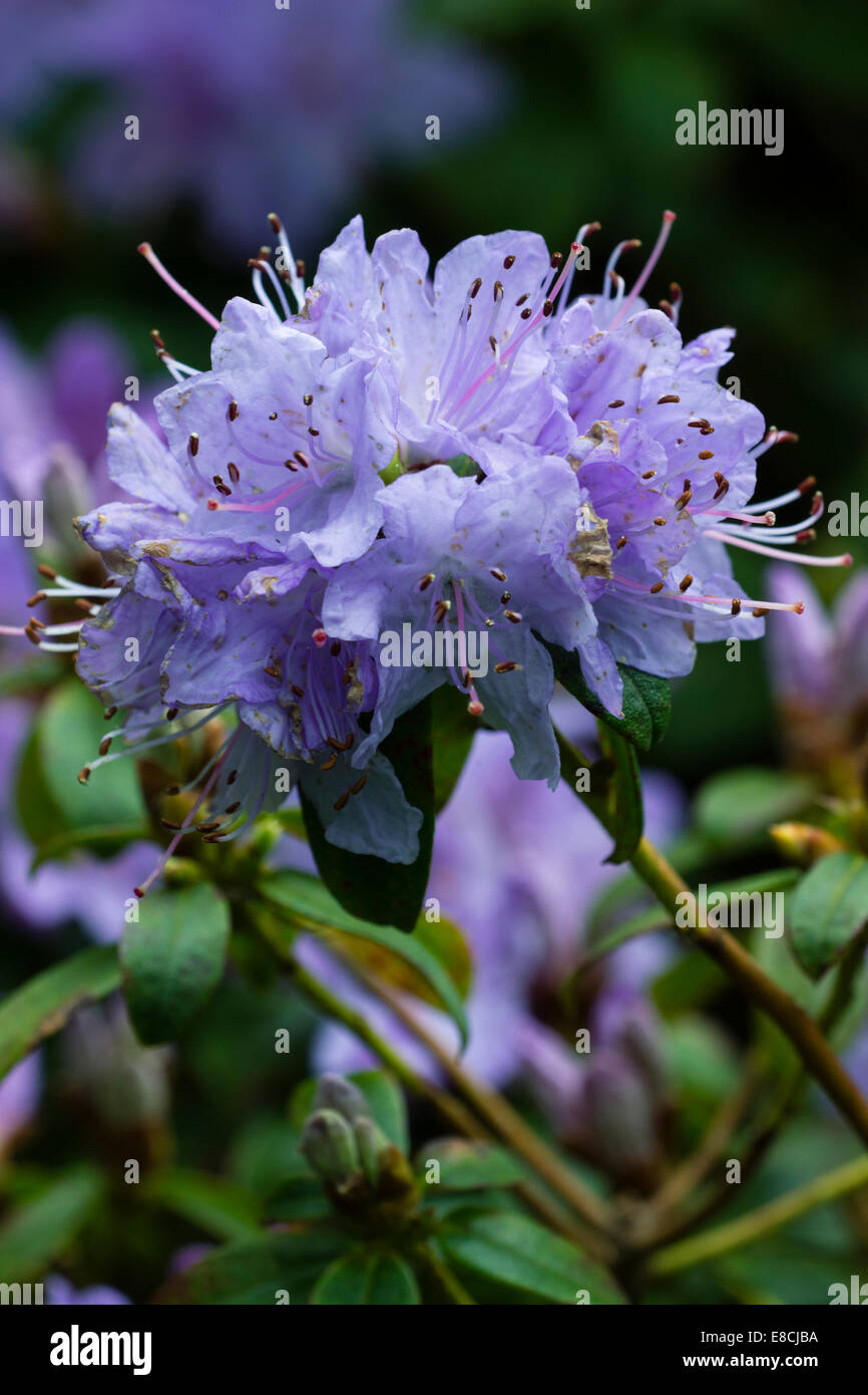 Close up de fleurs de Rhododendron 'Penheale Blue' Banque D'Images