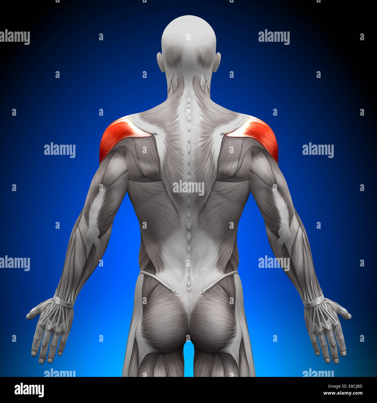 Épaules - Muscles anatomie Banque D'Images