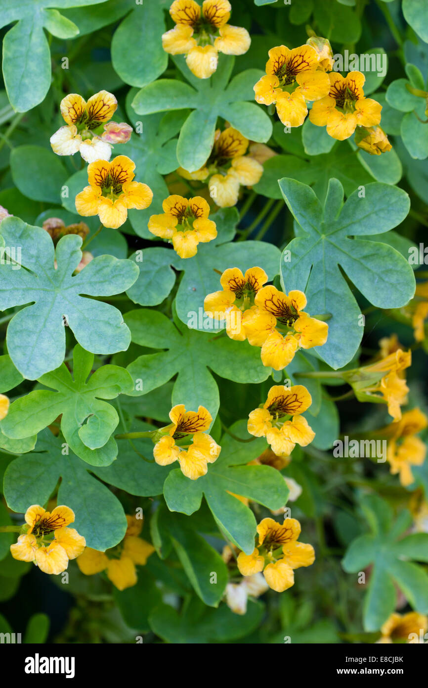 Comme des fleurs de capucines de la plante vivace grimpante, Tropaeolum  ciliatum Photo Stock - Alamy