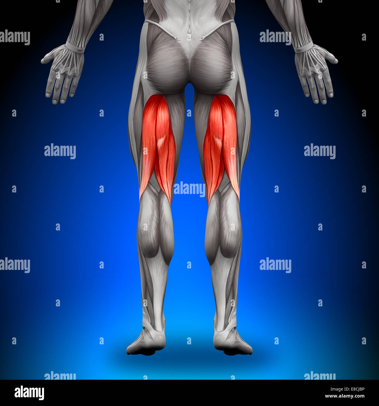 Les muscles ischio-jambiers - anatomie Banque D'Images