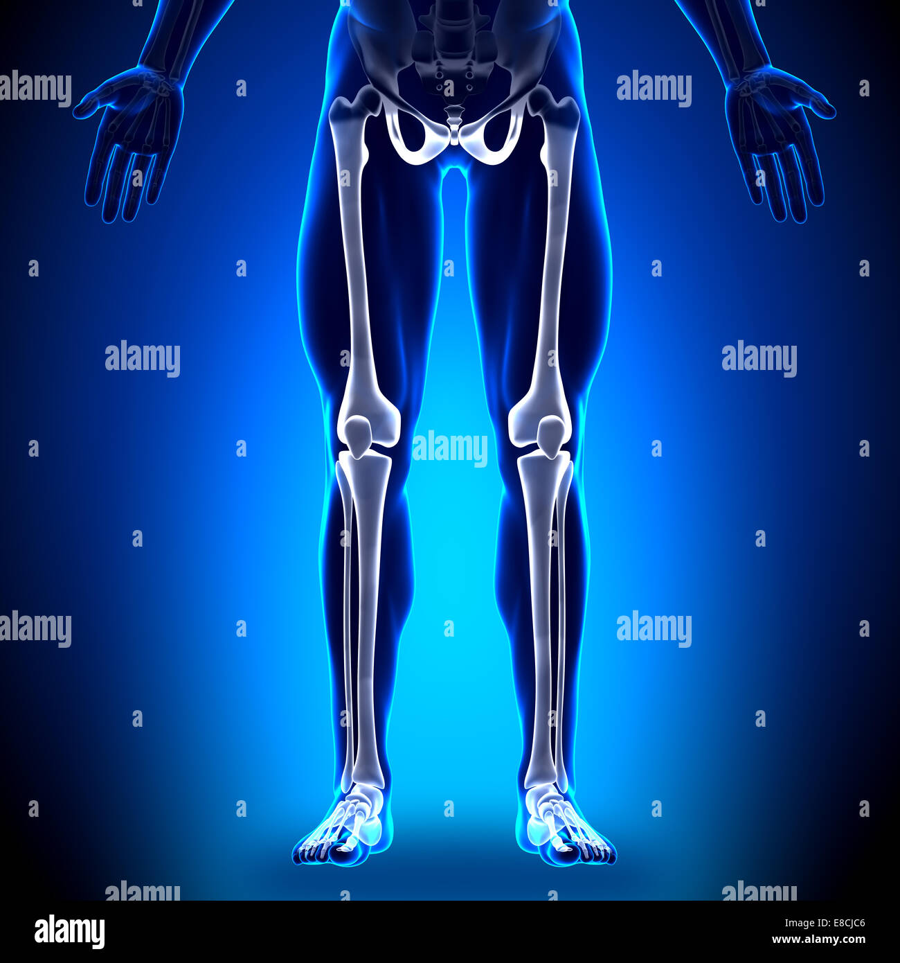 Anatomie les os des jambes - Banque D'Images
