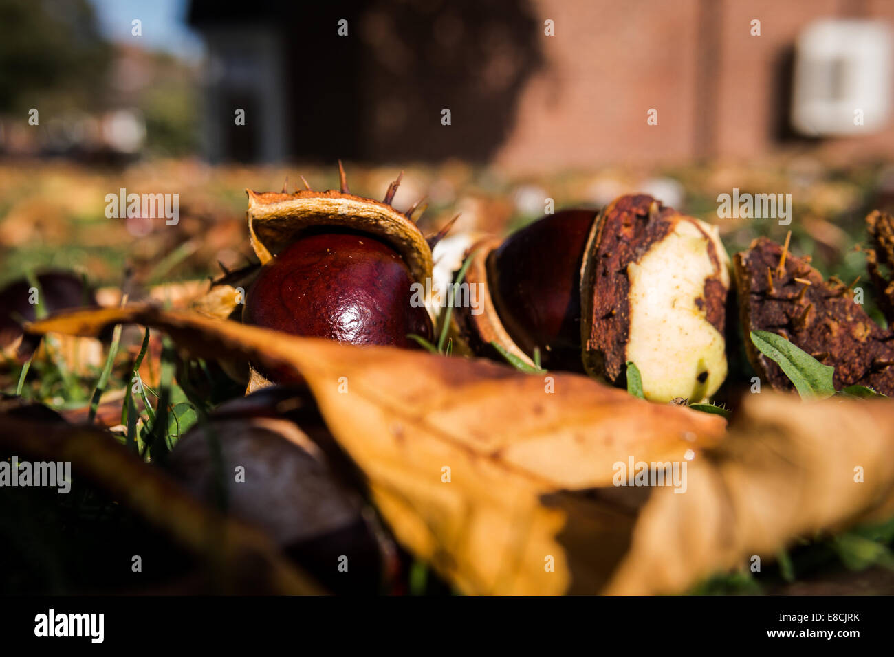 Conkers Banque D'Images