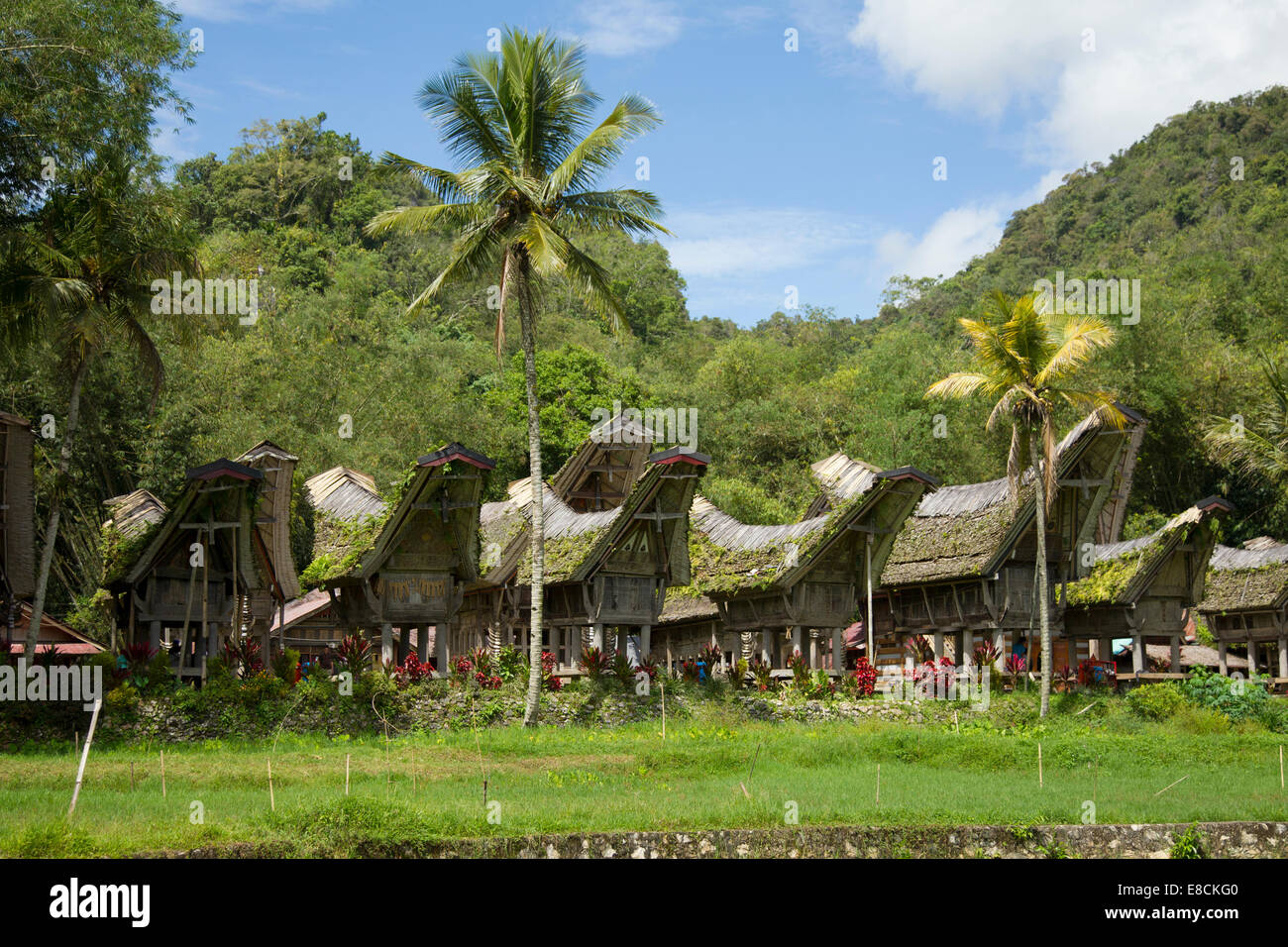 Torajan traditionnelles maisons ancestrales ou Tongkonan à Sulawesi Banque D'Images