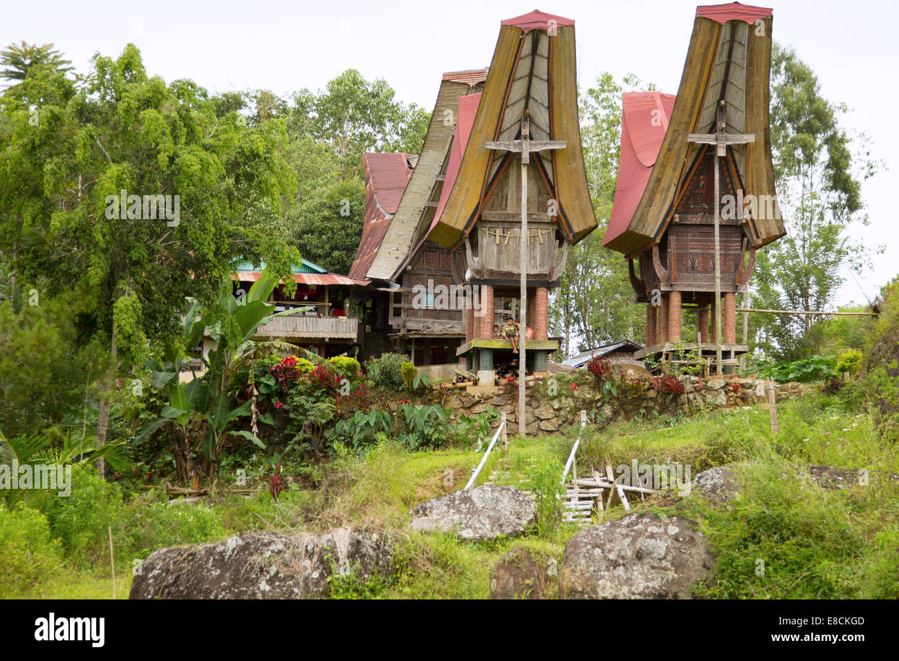 Torajan traditionnelles maisons ancestrales ou Tongkonan à Sulawesi Banque D'Images
